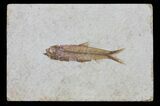 Detailed Knightia Fossil Fish - Wyoming #60854-1